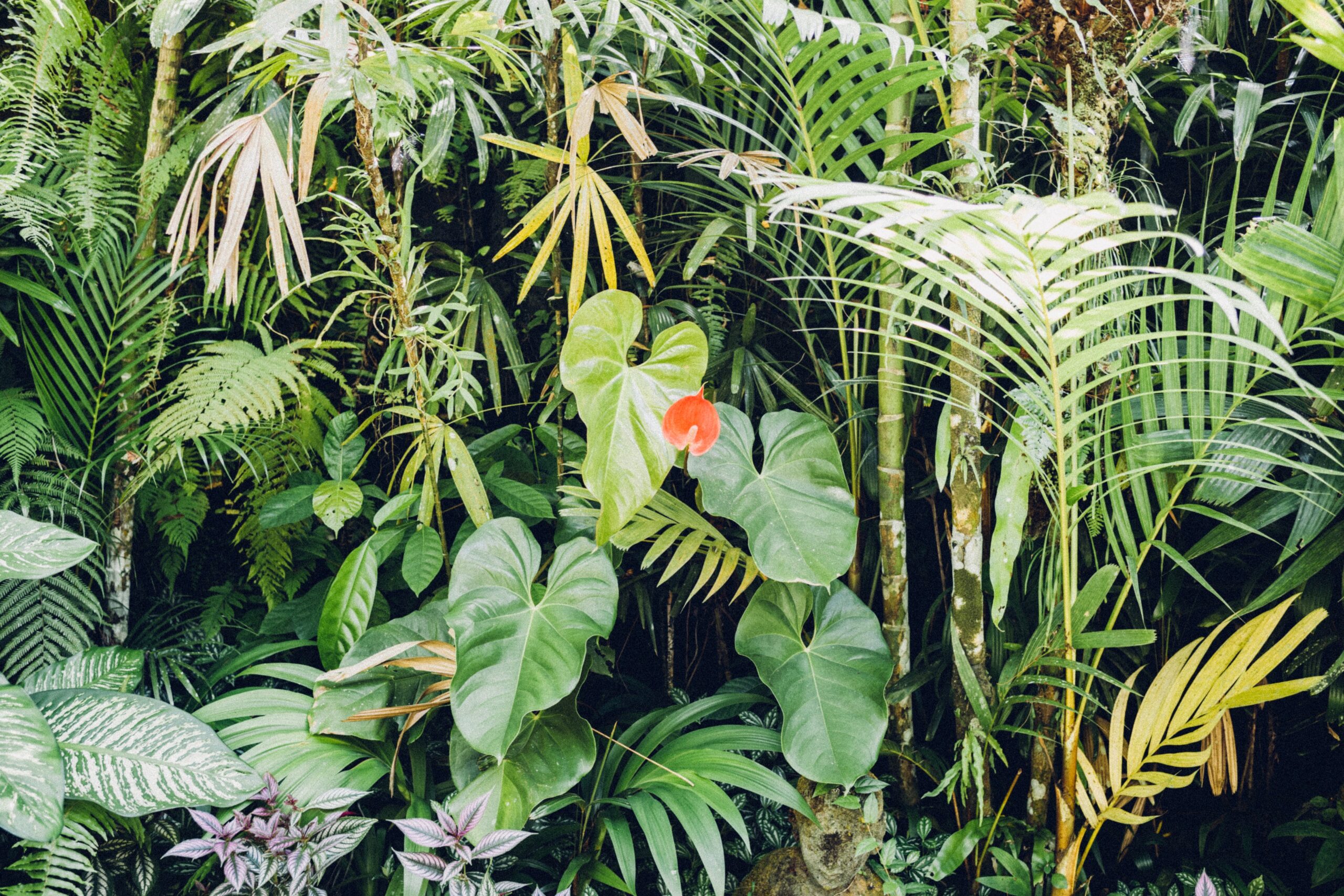 Foto di Stefan Ulrich su Unsplash